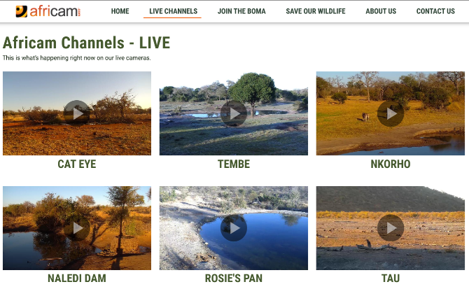 Az Africam nyolc élő webkamerát sugároz Dél-Afrikában található különféle vadon élő szafarikról