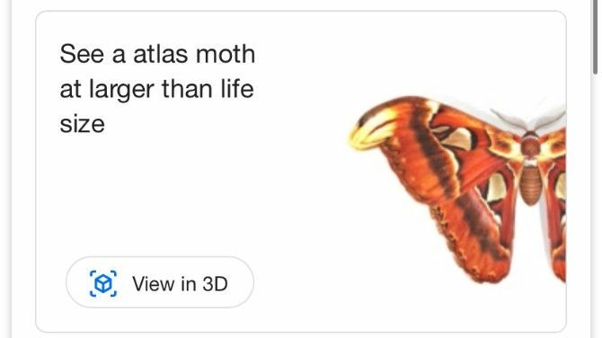 Google AR keresés Atlas Moth